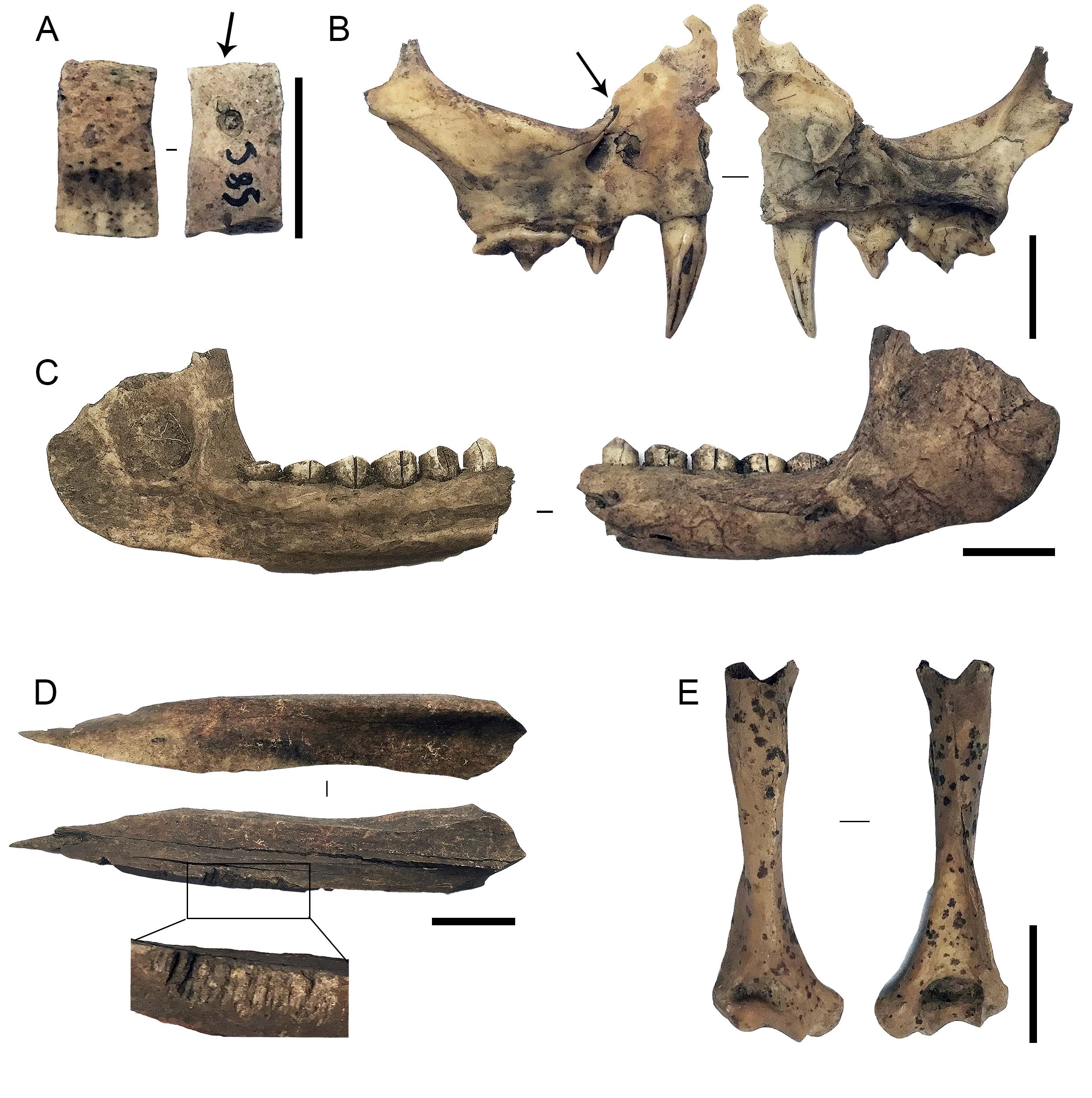 Detalle de modificaciones naturales registradas en Carriqueo.